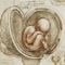 Explore all of Leonardo’s human anatomy drawings with Leonardo da Vinci: Anatomy