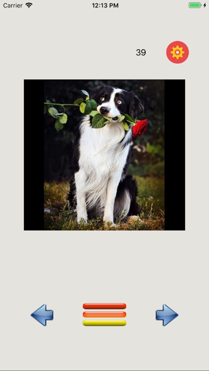Funny Animals
