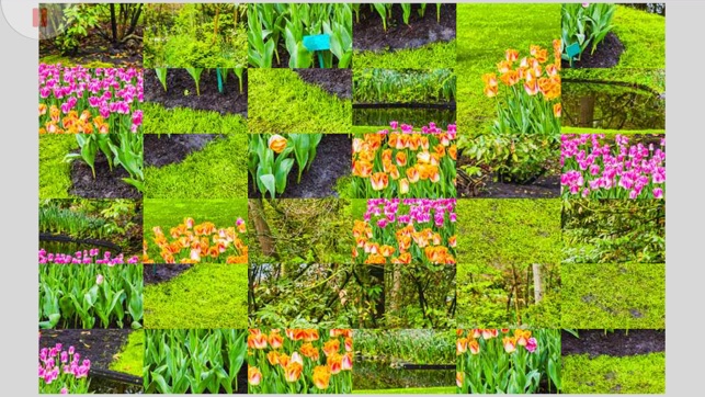 Tile Puzzle Keukenhof Garden(圖4)-速報App