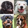 Icon Dogs Quiz: Photos of Cute Pets