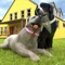 We are here with a new virtual dog simulator game, cute puppy in a pet daycare