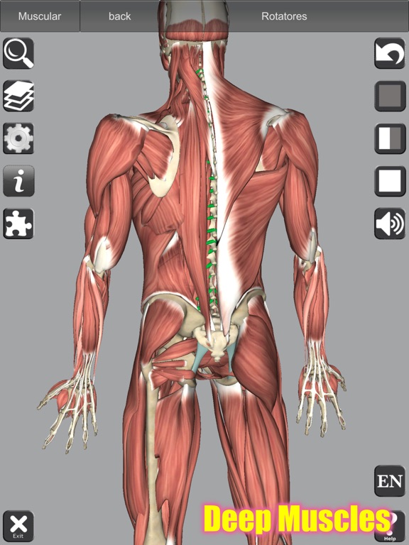 3D Anatomy
