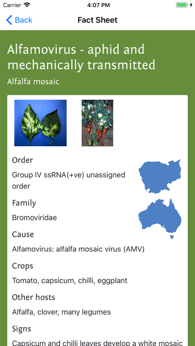 Solanaceae Fruit Field Guide screenshot 3
