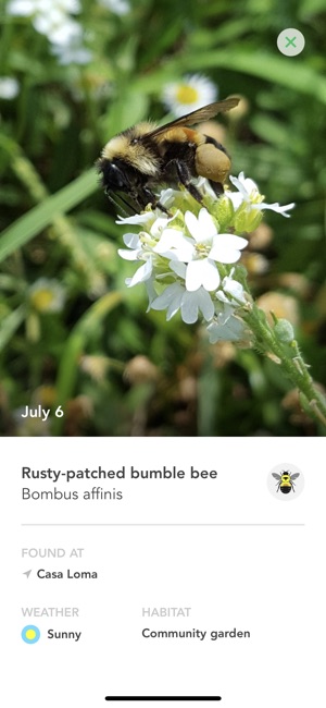 Bumble Bee Count(圖5)-速報App