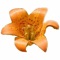 Authors Barry and Judy Breckling and High Country Apps have partnered to produce the new Yosemite Wildflowers plant identification app for mobile devices