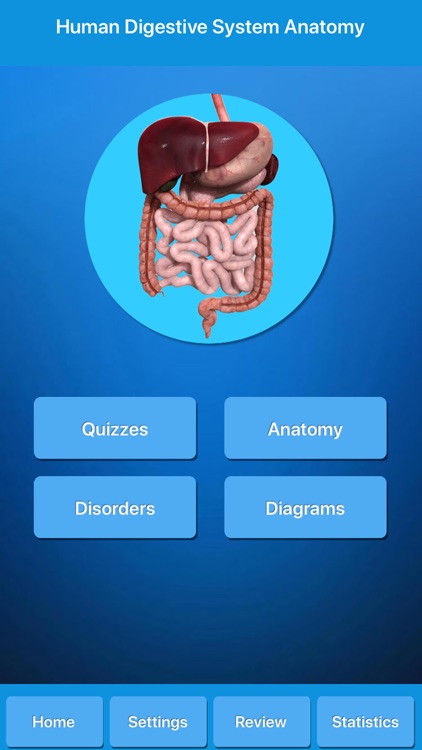 Human Digestive System Anatomy