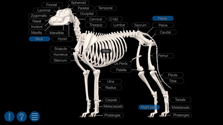 Dog Anatomy: Canine 3D