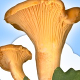 Svampguiden+ logo