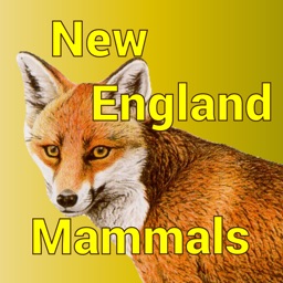 New England Mammals