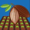 Cacao Suelo
