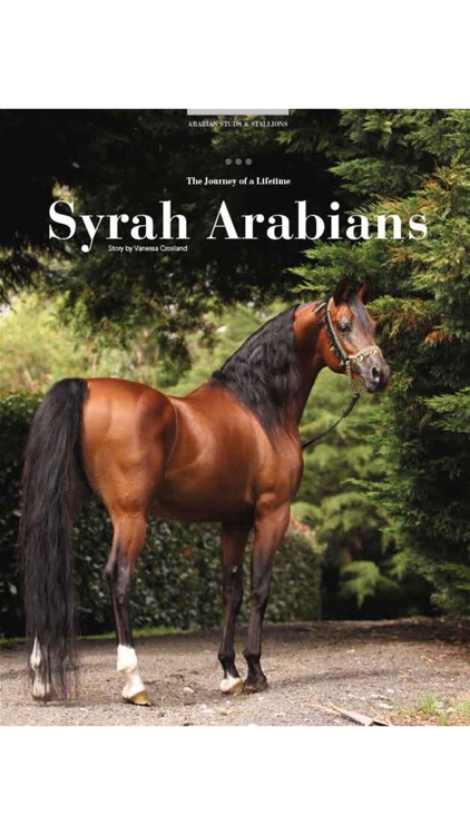Arabian Studs and Stallions