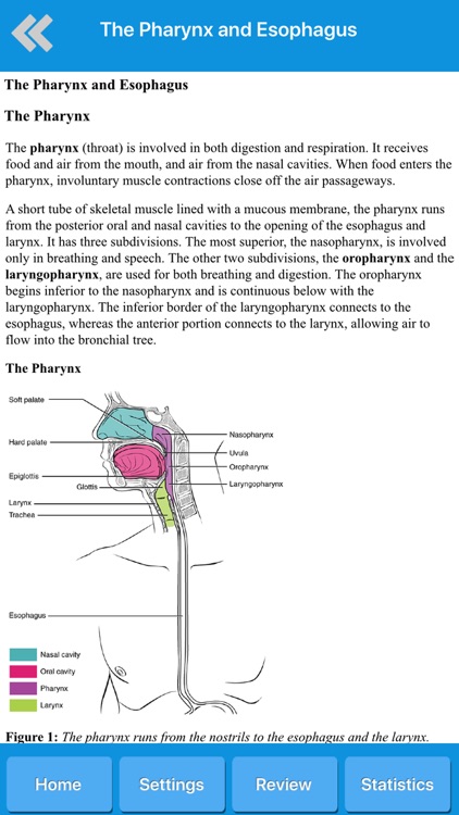 Human Digestive System Anatomy screenshot-4