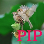 PIP Camera in Real-time Easy