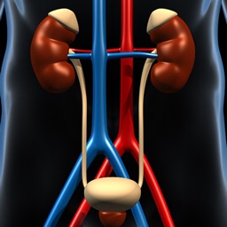 Genitourinary System Trivia