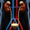 Test and evolve your information answering the questions and learn new knowledge about Genitourinary System by this app