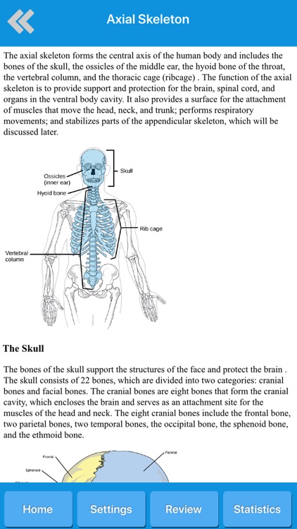 Skeletal System Anatomy