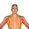 Visualize, Create Notes and Learn about the Acupressure/Acupuncture Meridian Points for Health and Well Being