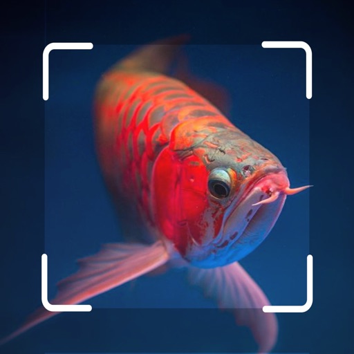 Fishsnap - Fish identifier
