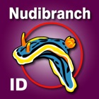 Nudibranch ID E Atlantic Med