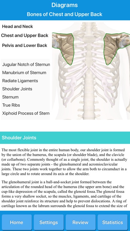 Skeletal System Anatomy screenshot-5