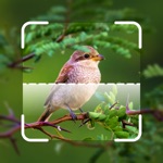 Bird Identifier - Find Bird