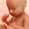 WeMoms Pregnancy Baby Tracker