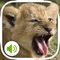 This app provides sounds from animals all over the world, including birds in the sky, crawling animals on the ground, fish from the sea, and tiny insects, all of which can be found here