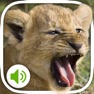 Get Animal Sounds: More 100 sounds for iOS, iPhone, iPad Aso Report