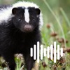 Hunting Calls: Skunk