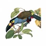 Get Birds of Ecuador - Field Guide for iOS, iPhone, iPad Aso Report