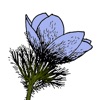 Manitoba Wildflowers