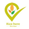 Rice Here