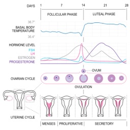 Basal Body Temperature Calc.