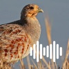 Hunting Calls: Partridge