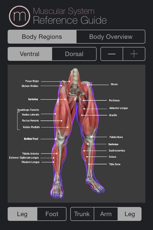 Human Muscular System Guide screenshot 4