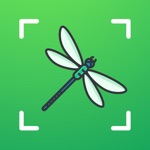 Bug identifier - Worm, Insect