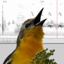 Get Bird Vocs Learn Bird Sounds for iOS, iPhone, iPad Aso Report
