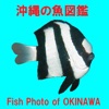 Fish Photo of OKINAWA