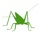 Orthoptera