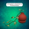 Chlorophyll & Photosynthesis