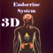 The Endocrine System anatomy helps both students and teachers get a command of basic endocrine system in a fun and easy way