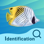 Fish identifier  find Fish