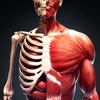 人体解剖・アトラス 3D：筋肉と骨格