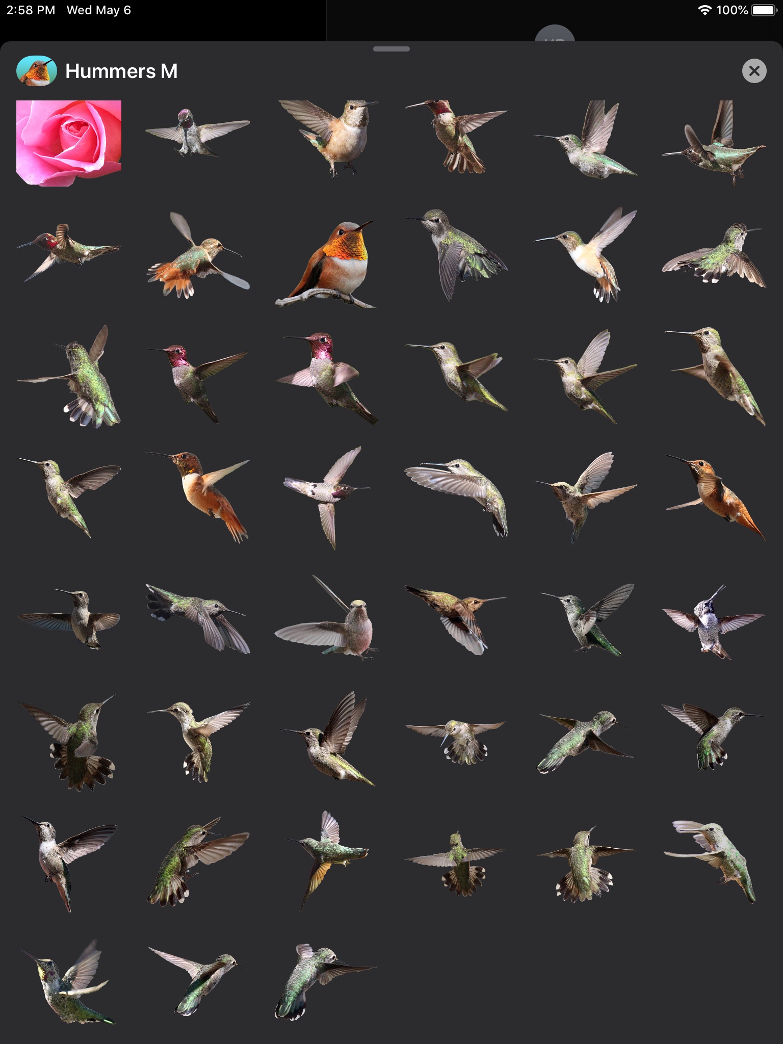 Hummingbirds - Medium (Retina) screenshot 2