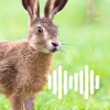 Hunting Calls: Hare
