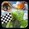 Insect Race