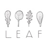 Leaf - Brooklyn