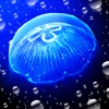 JellyfishGO -  Appreciation