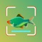 Fish Identifier App is the perfect tool for anyone who loves fishing or wants to learn more about different types of fish