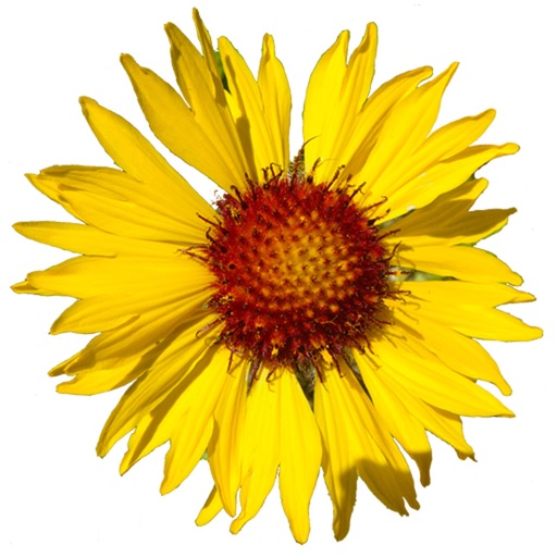 Flora of Yellowstone Download